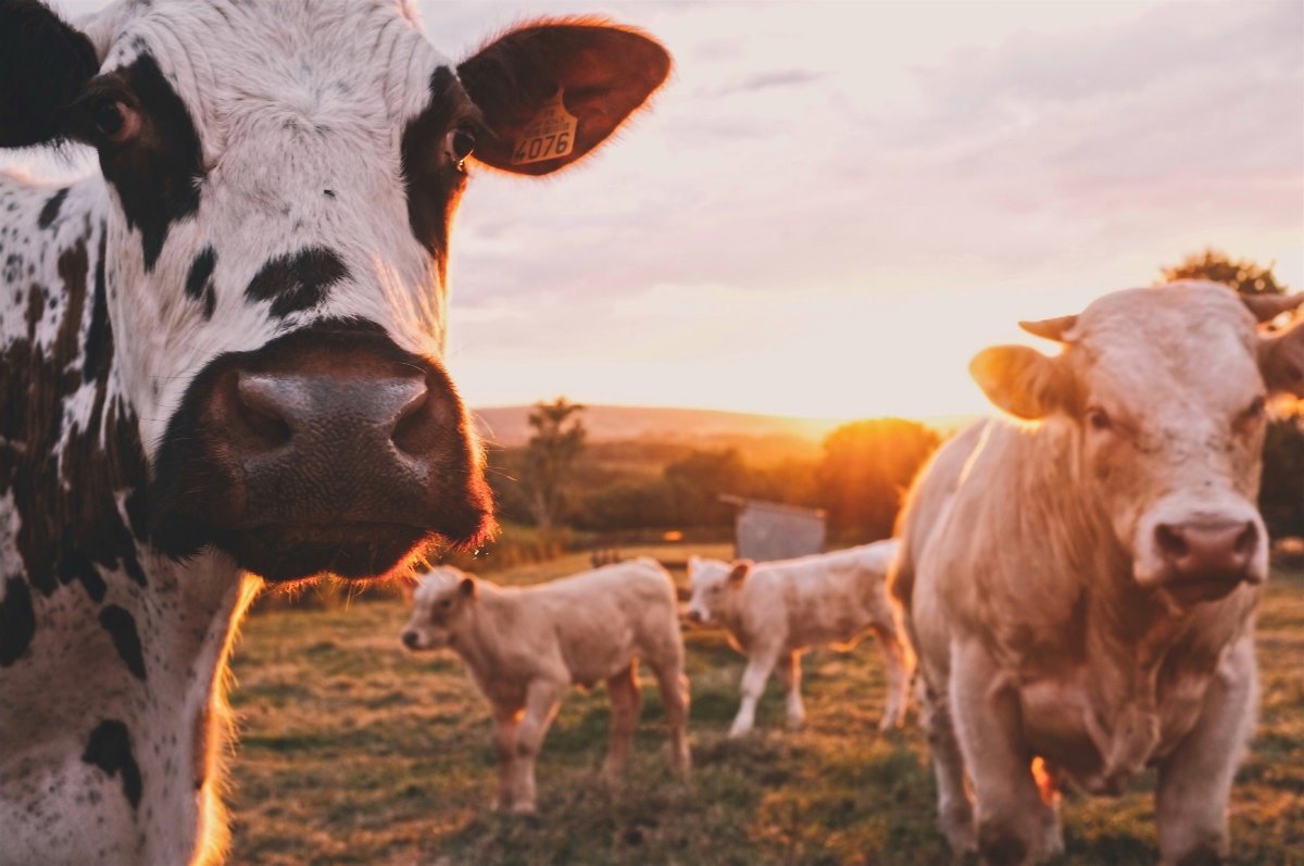 An image of some cows